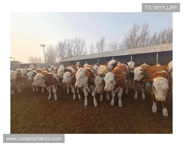 解锁ag尊龙凯时的人生智慧，成就更好的自我与未来